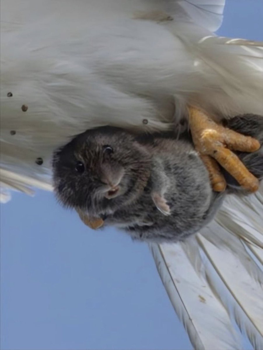 pmamtraveller's tweet photo. photograph by wildlife photographer Sha Lu capturing a small vole looking directly toward the camera while being carried in the talons of a white-tailed kite. https://t.co/yqUSALAPAg