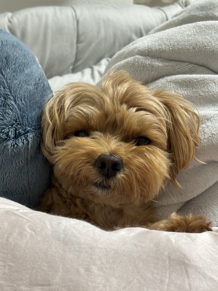 umechilldazo's tweet photo. 三連休もそろそろ終わり。
アンニュイーぬ🙂‍↕️

#これはとても良い犬です https://t.co/AVaCEwvbTg