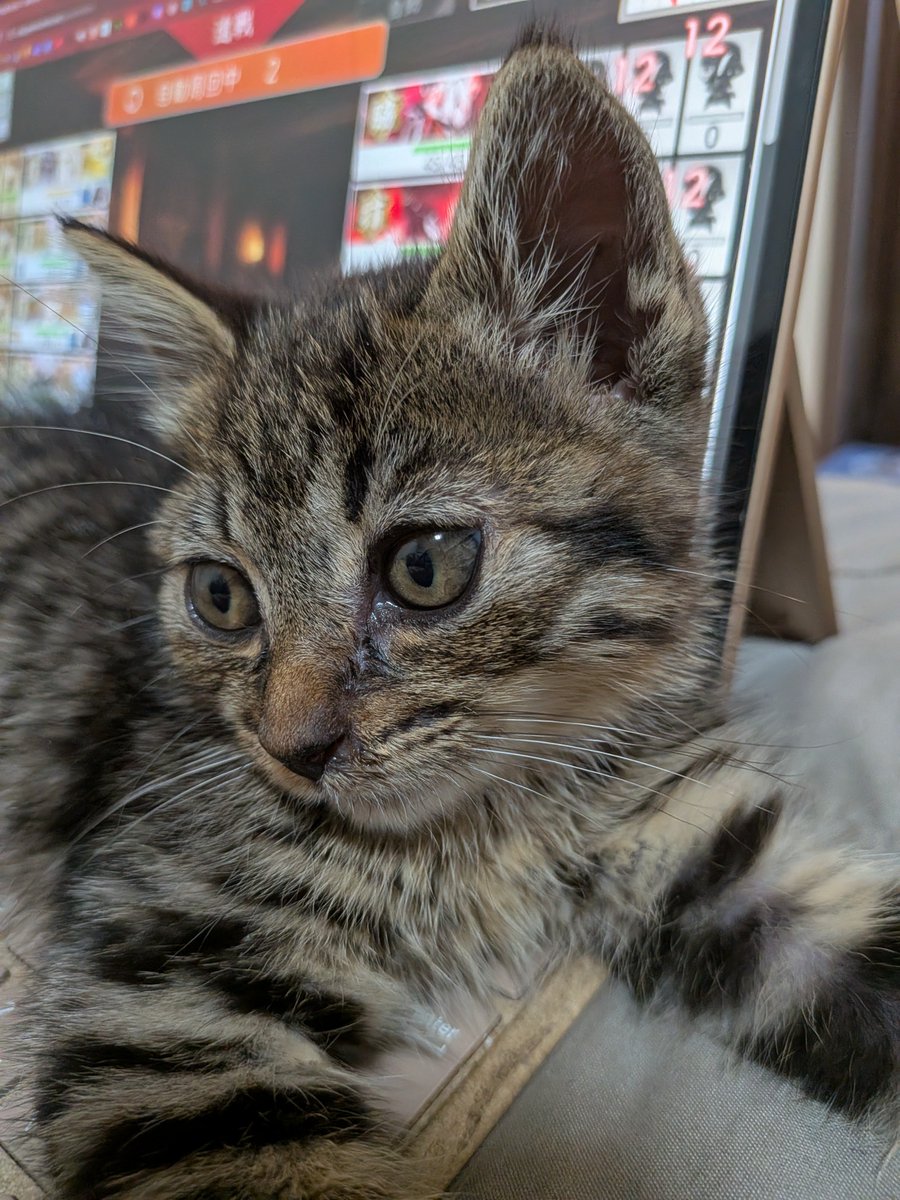 tadahiro_cat's tweet photo. にじりより、乗り、寛ぎ、寝る。
なぜなら食後なため。
健やかに育っている。 https://t.co/5UlK14Iv8B