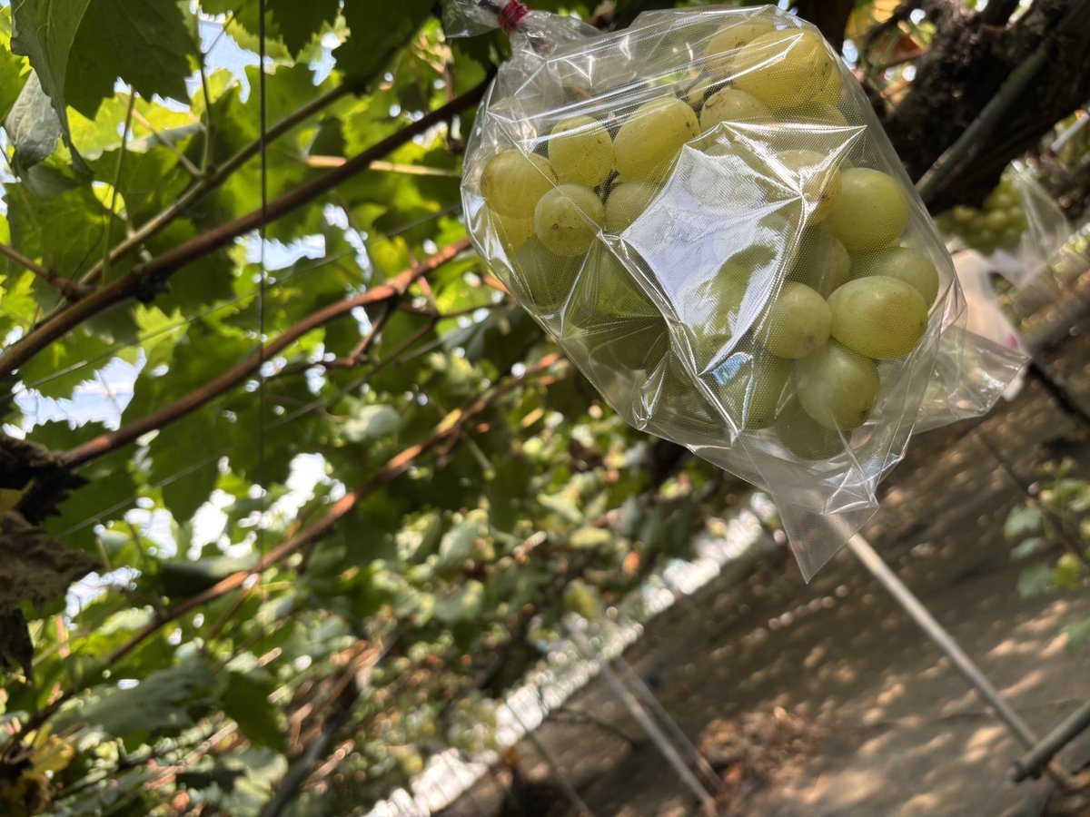 macchyazenzai's tweet photo. 今年もぶどう狩り🍇 https://t.co/G5NthkX8yQ