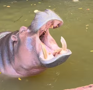 TomTheDogdevs's tweet photo. READ!! 100% THE REAL NAME!!!

So there are two hippos มุก and พลอย according to this post!

And if you compare มุก has perfect teeth while พลอย doesnt

In the Viral video the HIPPO has the same teeth as มุก

So he has to be มุก

CHECK PLS AND COMPARE YOURSELF

https://t.co/KyRGDzS8Y8

https://t.co/nL3KPqfeTn
