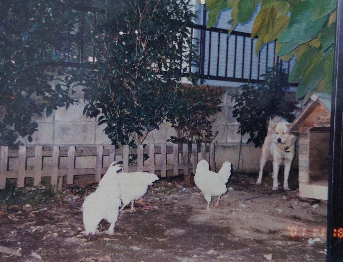Liar_people's tweet photo. 昔飼っていた雑種犬です。
父の知人が拾ってきたニワトリに勝てない人大好きな愛想の良すぎる番犬でした。 https://t.co/8OdITz0Isa