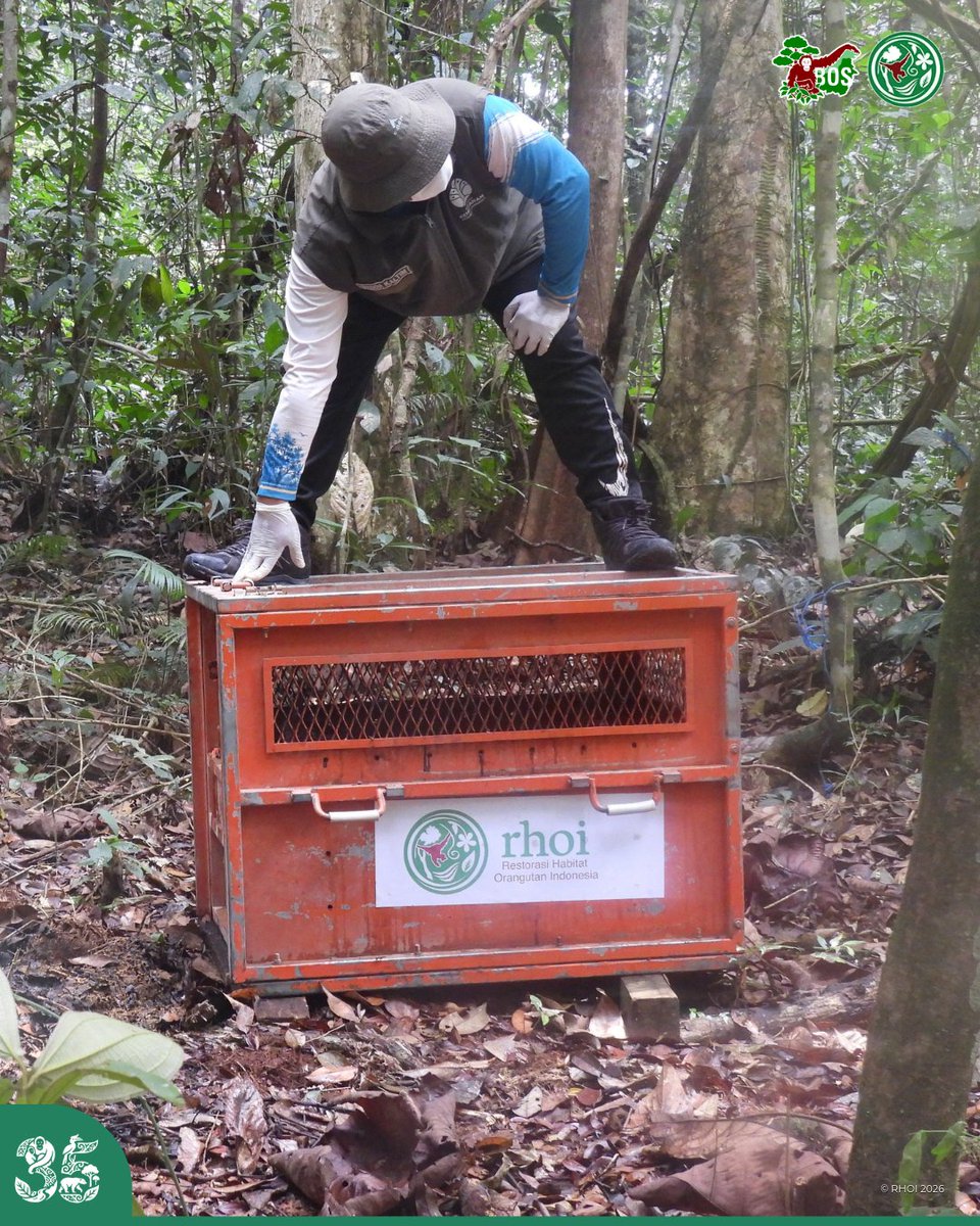 orangutanku's tweet photo. #NEWARTICLE Rescuing a wild adult orangutan is no easy task! Meet Guru, a 25-year-old male safely translocated to the Kehje Sewen Forest through a swift joint effort.

Read More: https://t.co/kOsxBLhkcd 

#SaveOrangutans https://t.co/SvEeDCvNLU