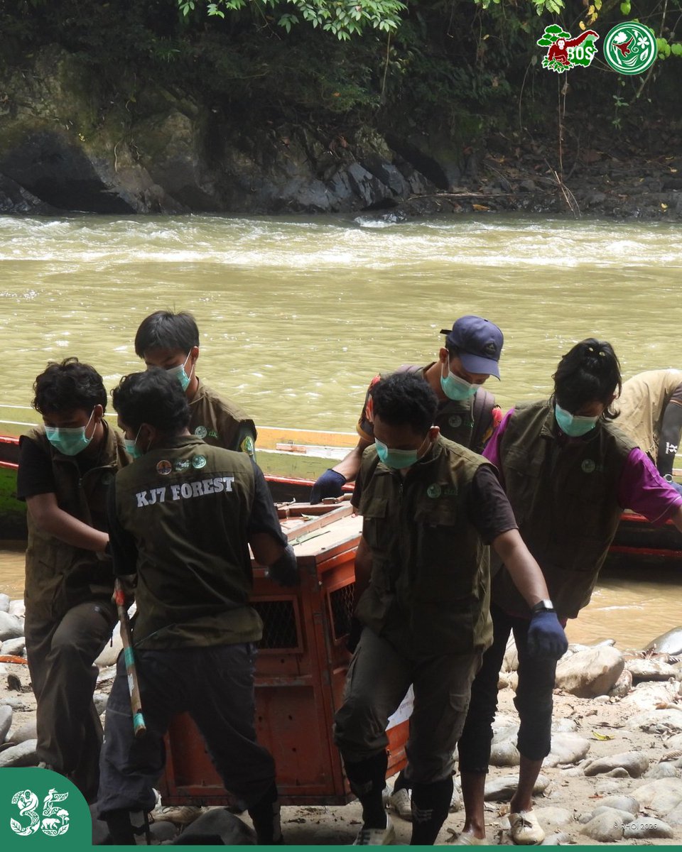 orangutanku's tweet photo. #NEWARTICLE Rescuing a wild adult orangutan is no easy task! Meet Guru, a 25-year-old male safely translocated to the Kehje Sewen Forest through a swift joint effort.

Read More: https://t.co/kOsxBLhkcd 

#SaveOrangutans https://t.co/SvEeDCvNLU