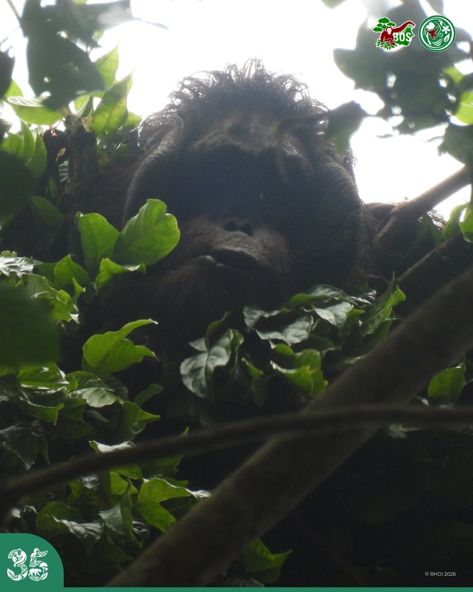 orangutanku's tweet photo. #NEWARTICLE Rescuing a wild adult orangutan is no easy task! Meet Guru, a 25-year-old male safely translocated to the Kehje Sewen Forest through a swift joint effort.

Read More: https://t.co/kOsxBLhkcd 

#SaveOrangutans https://t.co/SvEeDCvNLU