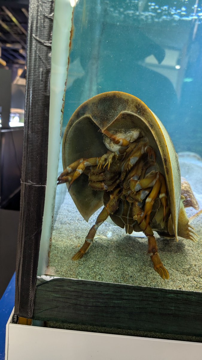 wagpon's tweet photo. カブトの中にカブトプスいた https://t.co/FRXy8ZFcNg