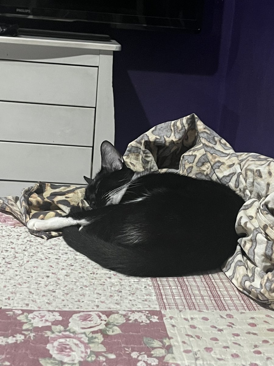 eunenaaa's tweet photo. -chego
-perturbo a paz de todo mundo gritando igual uma sirene a noite toda
-canso
-deito e durmo como se nada tivesse acontecido
-mamae me perdoa pq ela me ama mesmo eu sendo o demonio https://t.co/CxW5NTA1mr