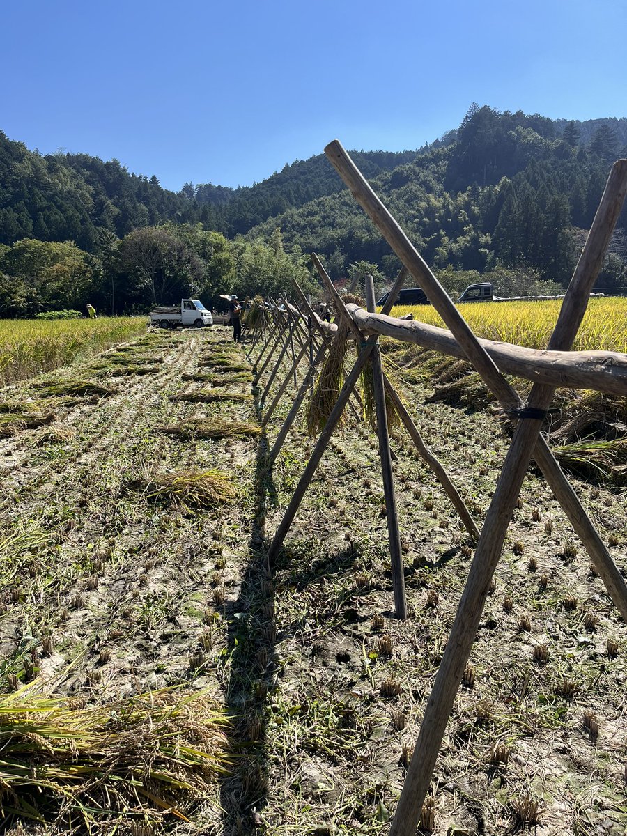 kahapipi's tweet photo. 昨日は稲刈りdayでした🌾 https://t.co/AKI4GYlPr9