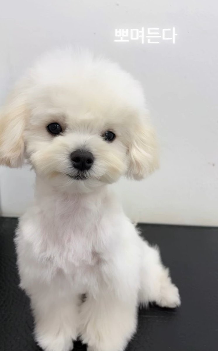 winterbearjm's tweet photo. โปเนียวมานน่ารักน่าเอ็นดูจริงๆนะ เหมือนเห็นไอหนาวร่างสอง การรีแอคสีหน้ายังเหมือน55555 https://t.co/QqaztieyDj