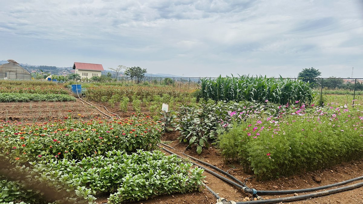 tbonnita's tweet photo. This #WorldFoodDay, let’s connect the dots between forests, food security and climate action.

At @TreescapeOrg, we believe protecting forests, restoring ecosystems and promoting agroforestry are essential to building climate-resilient communities.

Protect forests. Protect our food future. 

#ClimateAction #FoodSecurity