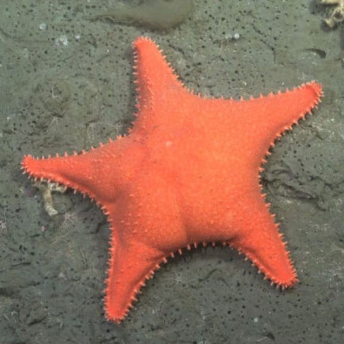 Dexerto's tweet photo. Scientists identified 57 new marine species in the deep-sea canyon where a Patrick Star lookalike went viral

One discovery is a horned sea cucumber nicknamed "Loki" https://t.co/nUOvW0Tm0D