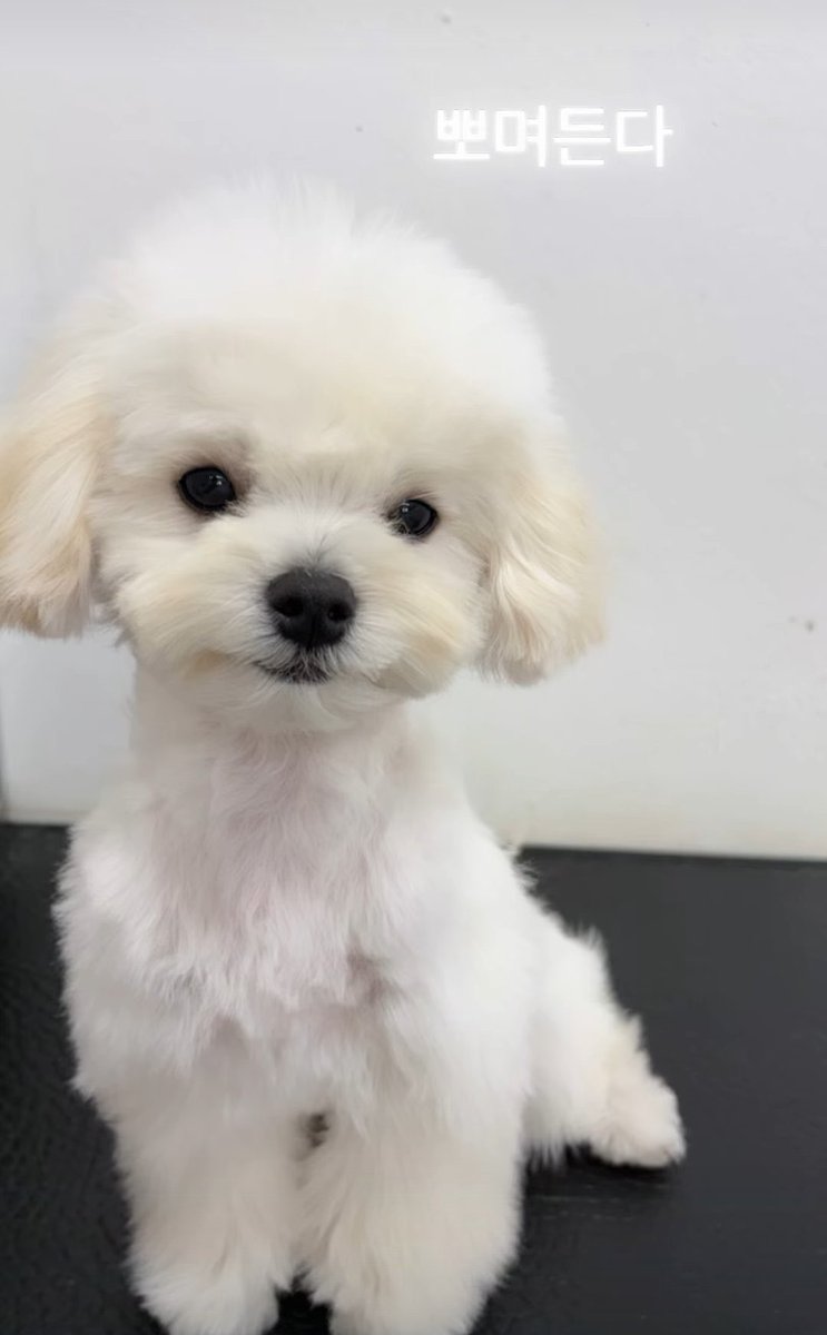 bunnybaejoo's tweet photo. อรุ่มเจ๊าะมาก ละตัดขนบ่อยเหมือนแม่มันเลย 5555555 https://t.co/hlnJO64iOf