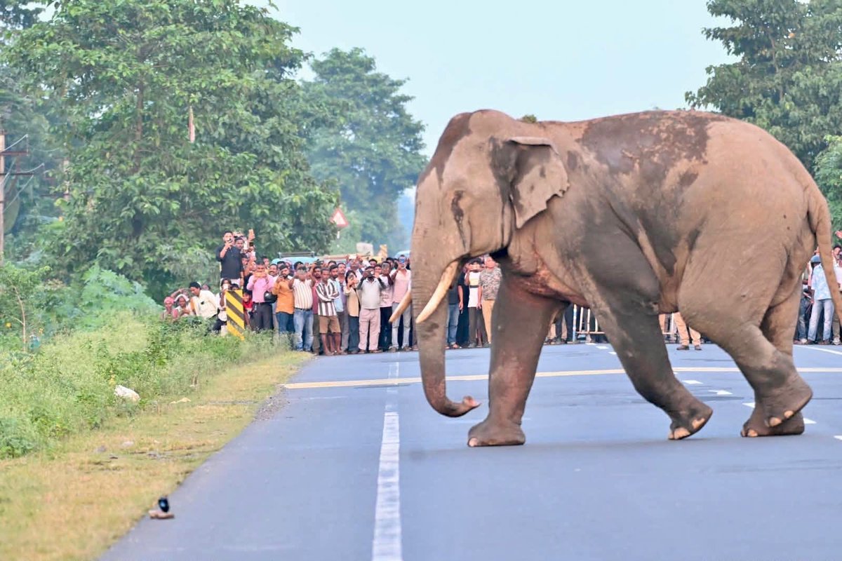 IndiaToday's tweet photo. Elephants cross Bengal highway undisturbed as forest staff keep vehicles at bay
A herd of wild elephants was given a safe passage across a busy road in #WestBengal’s #Bagdogra, after forest officials stopped traffic to let the animals cross without disturbance.
Read in detail: https://t.co/8JKKyYtybA