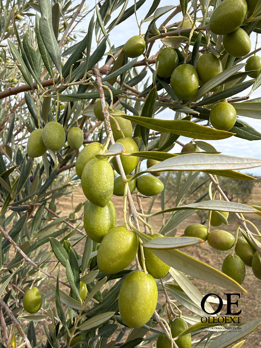 OleoExt's tweet photo. 🌿 Hoy celebramos nuestras raíces, nuestra cultura y nuestra historia. En este Día de la Hispanidad, las aceitunas de nuestro olivo simbolizan el legado, el esfuerzo y la riqueza de una tierra que nos une. 💚🇪🇸

#FelizFelizDíaDeLaHispanidad #12DeOctubre #AOVE #oleoext https://t.co/RwBN6NYhNU