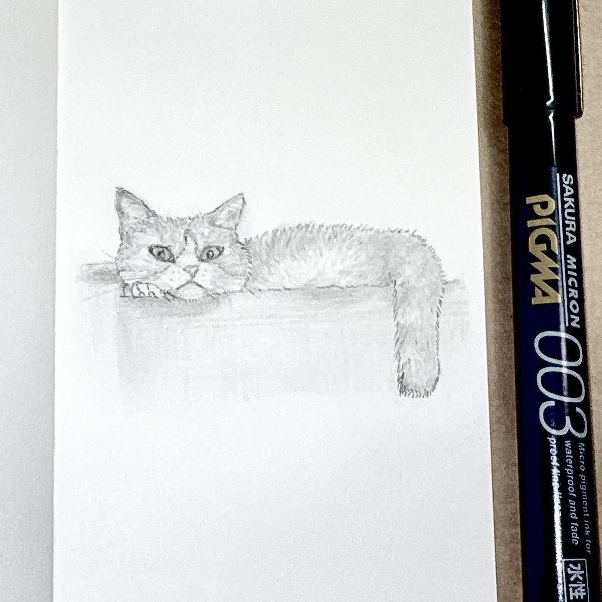 maogatocatneko's tweet photo. γ€γ³γ―γγΌγγΌ Day12π±
#inktober
#catart #catdrawing
#munchkincatober https://t.co/XgbapCkrWB