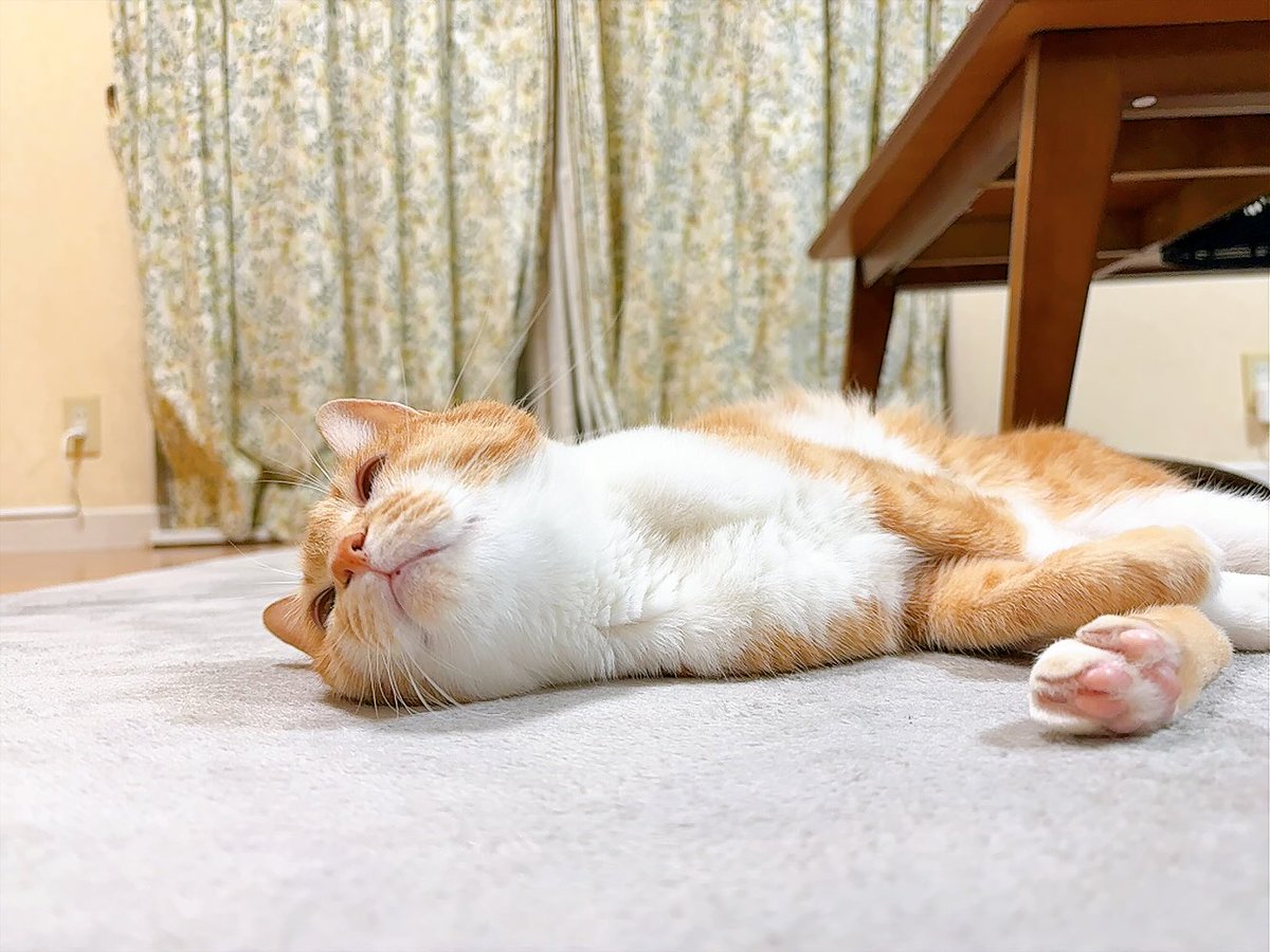 okamo7708's tweet photo. 秋仕様した床マットが気持ちイイニャ♪

#愛猫
#チャコ
#猫好きさんと繋がりたい
#猫のいる暮らし
#猫のいる幸せ
#かわいい猫 https://t.co/HS59Te7TQc