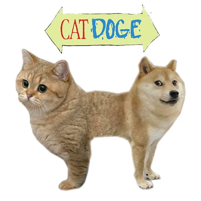 ddddddd8a's tweet photo. We can recreate the famous "CatDoge" meme from 13 years ago?

Everyone is PvPing, this can be the best of both

https://t.co/A5ve7WKY6m https://t.co/bSf5ILtmYj