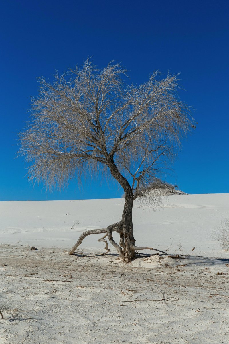 blumeleckhbty's tweet photo. Lone Tree in White Sands [OC] [3648x5472]
#ArchitectureLovers #FuturisticBuilding https://t.co/4e8NMl8zKb