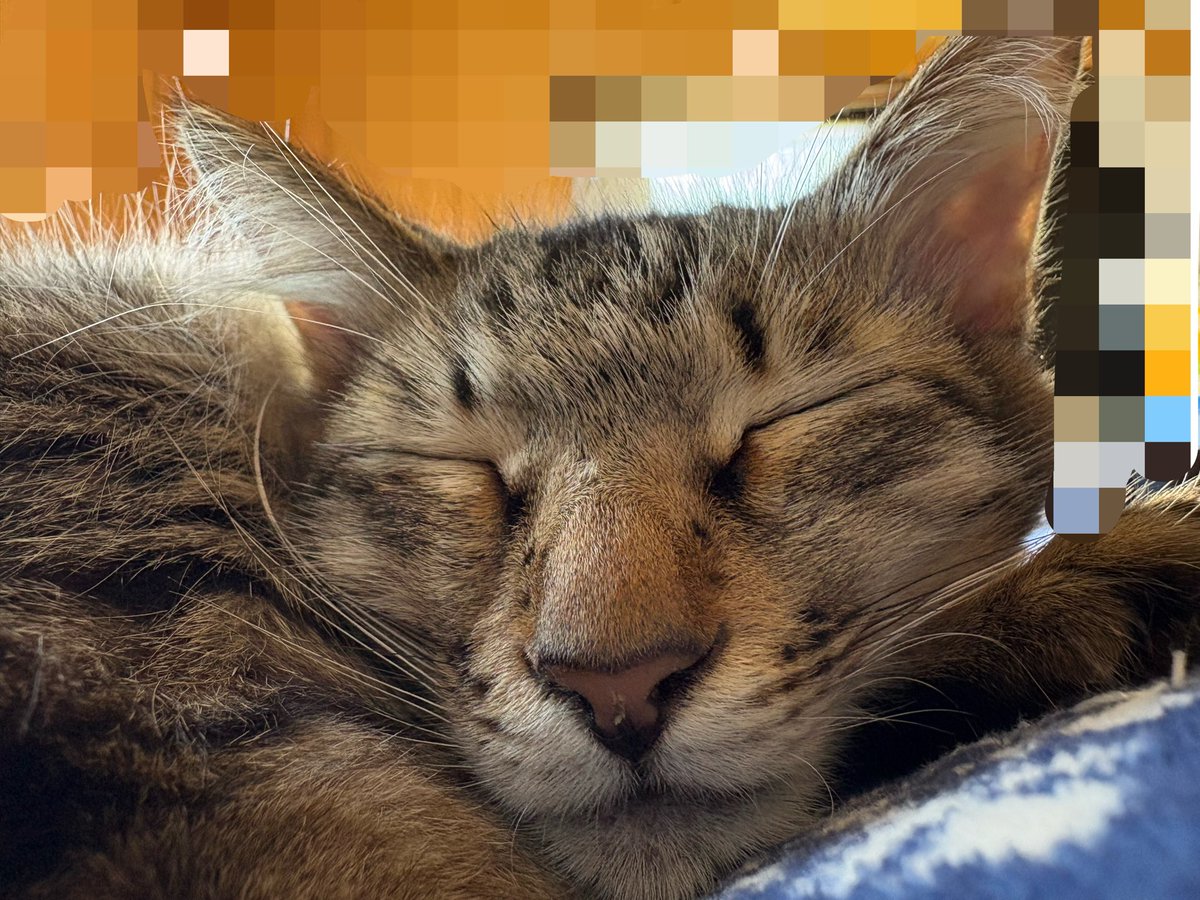HOWEVER_Fua's tweet photo. こんにちは〜！🐱♡

みんなお昼ごはん何食べたの〜？🍚

私はケバブ食べました😋 
お腹いっぱいです😤

今日もいますっ🫶🏻
よろしくお願いします🤍

今日はうちのにゃんこ🐈‍⬛🐾 https://t.co/9JHodnabB9