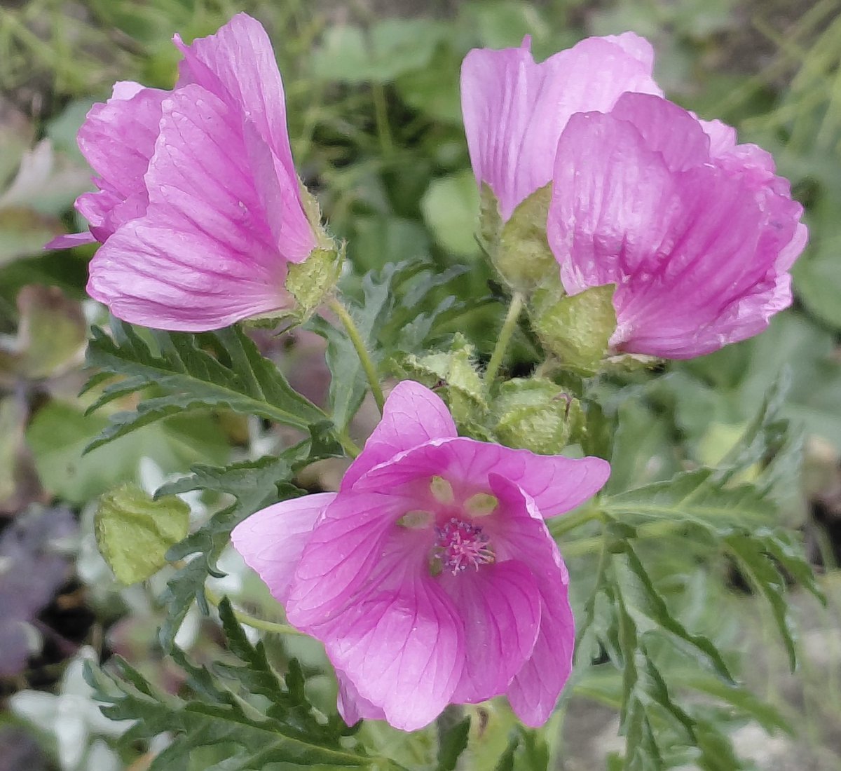 AntheaJames3's tweet photo. #GoodMorningAll have a  wonderful  #MagentaMonday the lovely #MuskMallow https://t.co/HVSmS6sNTm