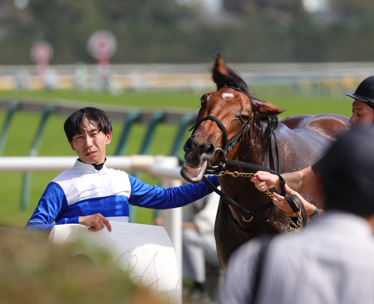 oimo_504's tweet photo. 2026/10/12 東京5R メイクデビュー東京
#スパリエーラ
#横山和生 騎手
①②なでなでされてうれしそう😳
③なでられてうれしすぎた😆😣
④担当さんも嬉しそうなのが伝わる😌 https://t.co/BBkAmEhtyD
