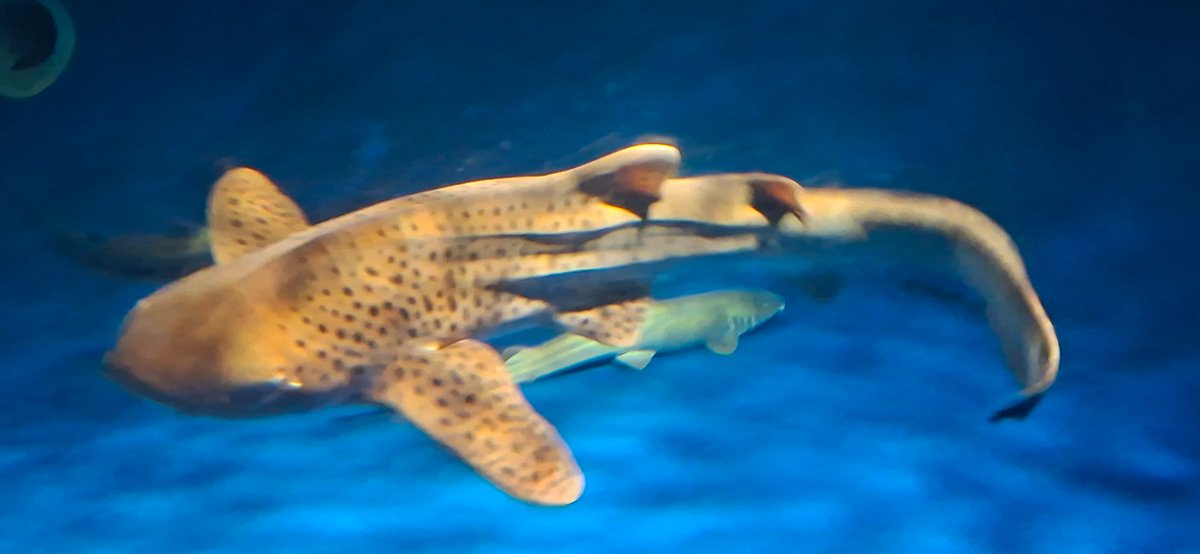 hideloved's tweet photo. 江ノ島楽しかった！
#江ノ島　
#新江ノ島水族館
#神奈川県 https://t.co/z3VAxatfxM