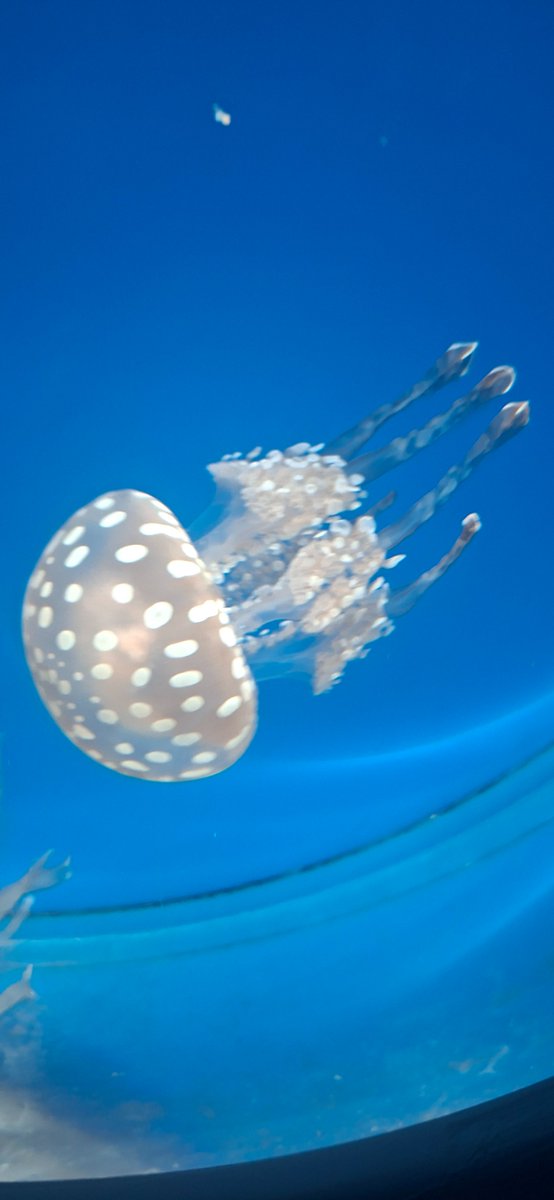 hideloved's tweet photo. 江ノ島楽しかった！
#江ノ島　
#新江ノ島水族館
#神奈川県 https://t.co/z3VAxatfxM