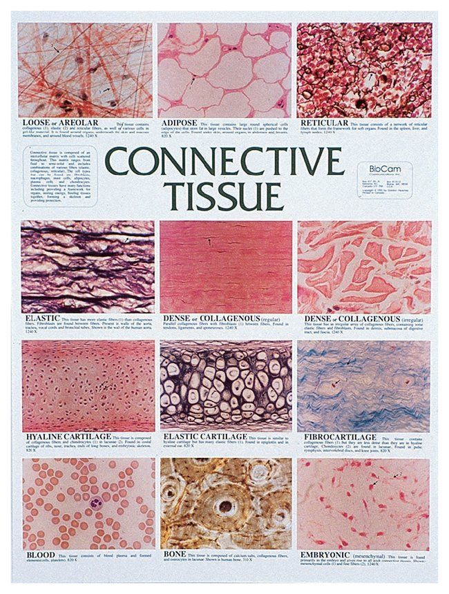 zombiegirlbug's tweet photo. ㅤㅤㅤㅤㅤㅤㅤㅤㅤㅤ ㅤㅤㅤㅤㅤㅤ
ㅤㅤ꒰ ㅤdiagrams on tissue
ㅤㅤㅤㅤㅤㅤㅤㅤㅤㅤㅤㅤㅤㅤㅤㅤ https://t.co/uB0HeStLN6