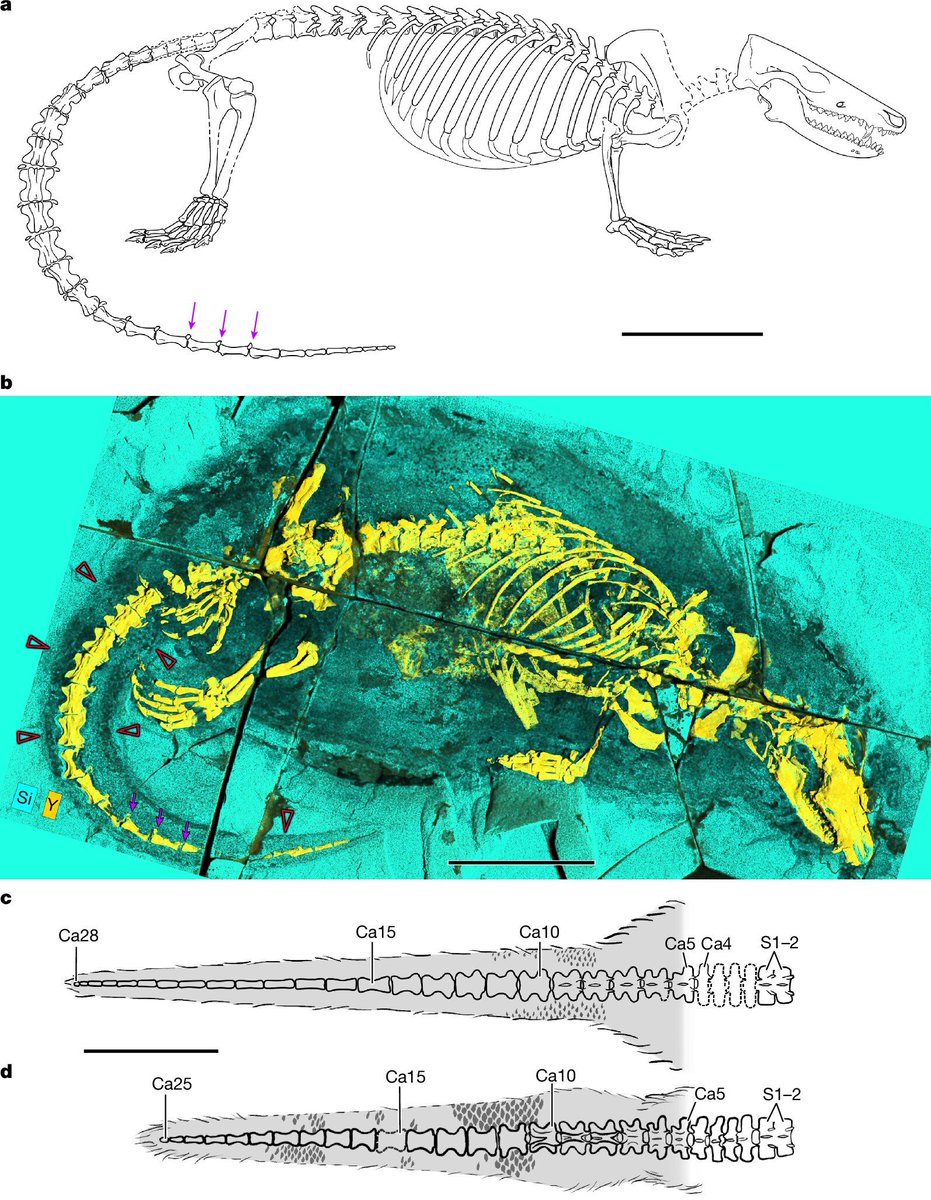 cienciasuy's tweet photo. Un fósil jurásico da pistas sobre la evolución de la garganta de los mamíferos

https://t.co/Ckfg2UyuYm https://t.co/up0dW7gMRS