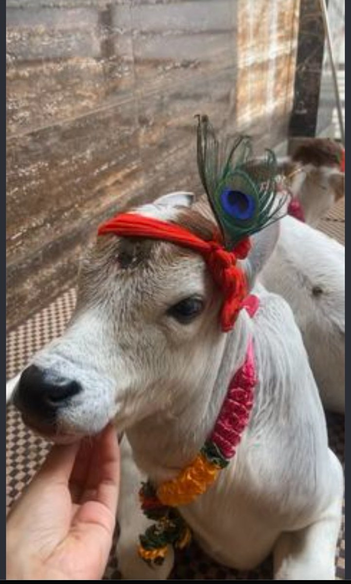 AdityaVais79656's tweet photo. This cow will get more likes than pappu's call! https://t.co/Ycp1hN6FcC