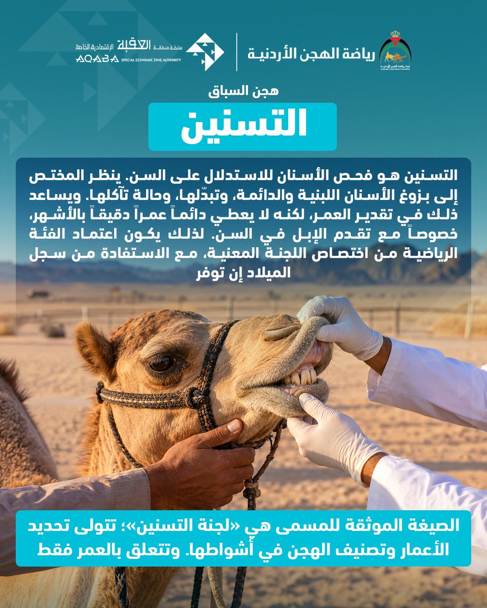 ASEZA2001's tweet photo. وبين عراقة الماضي وحماس الحاضر، تواصل هذه الرياضة مسيرتها، حاملةً معها قيم الفخر والصبر والمهارة، ومحافظةً على أحد أجمل ملامح تراثنا الأصيل.

اكتشفوا معنا أسرار عالم الهجن، وتعرّفوا إلى تفاصيل رياضةٍ تختصر في ميادينها حكايات الأجداد وروح الصحراء. https://t.co/5gKmB864Hp