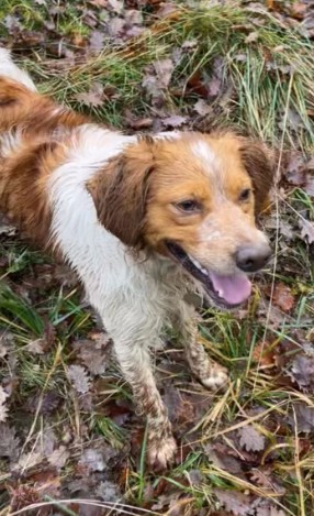 MissingTarn81's tweet photo. 12.10.26 Perdu chien Epagneul Breton à Lagrave. "Toto". Pucé. Contact (fille des proprios) : https://t.co/SeVyQwejYR #Tarn https://t.co/ArDa2lxF33