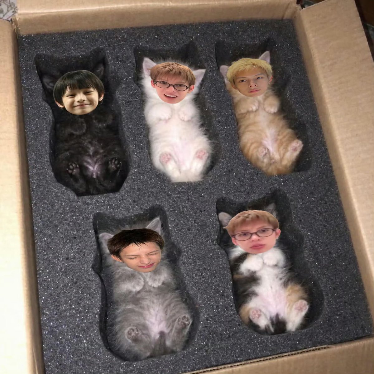 Yoki00312174's tweet photo. Pick the kitten you like, and I’ll deliver it to your door.
#JAMES #제임스 https://t.co/vPa1sAGcDn