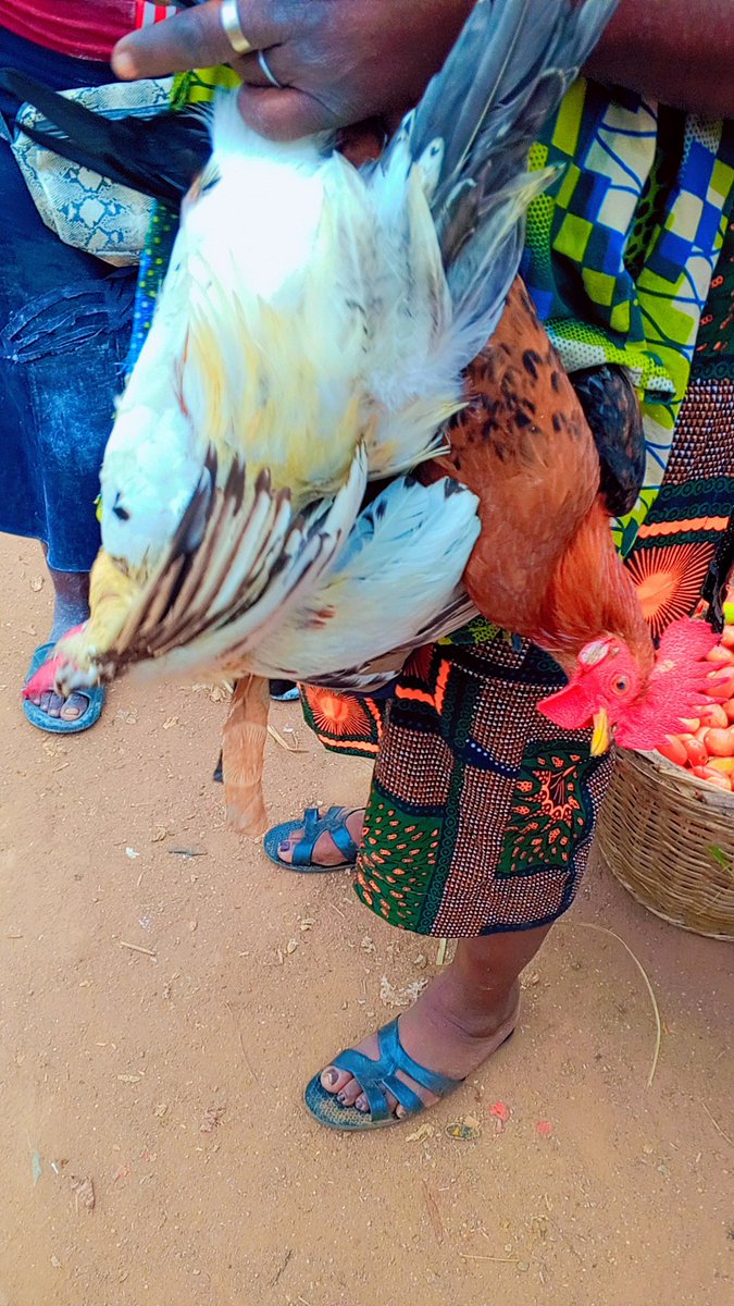 FirstKingEntert's tweet photo. Someone loans you ₦500,000, access to land with steady water supply &amp; you can only invest in one of these, 
A. Poultry
B. Pepper farming
C. Catfish
D. Farm input selling. 
Which one are you choosing, and what is your strategy for making profit? https://t.co/uHDp1XysF1