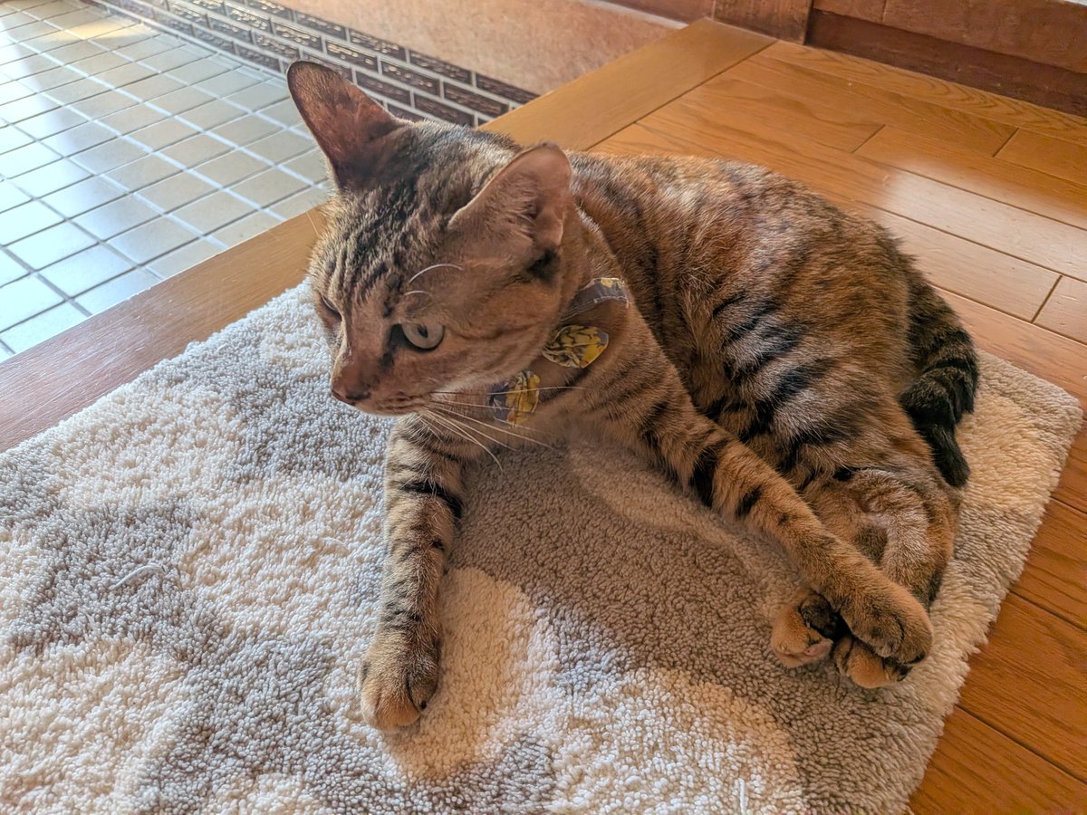 kitamaemio's tweet photo. その後ろ脚に乗せた手はなんだい？ https://t.co/yILkXEdW4n