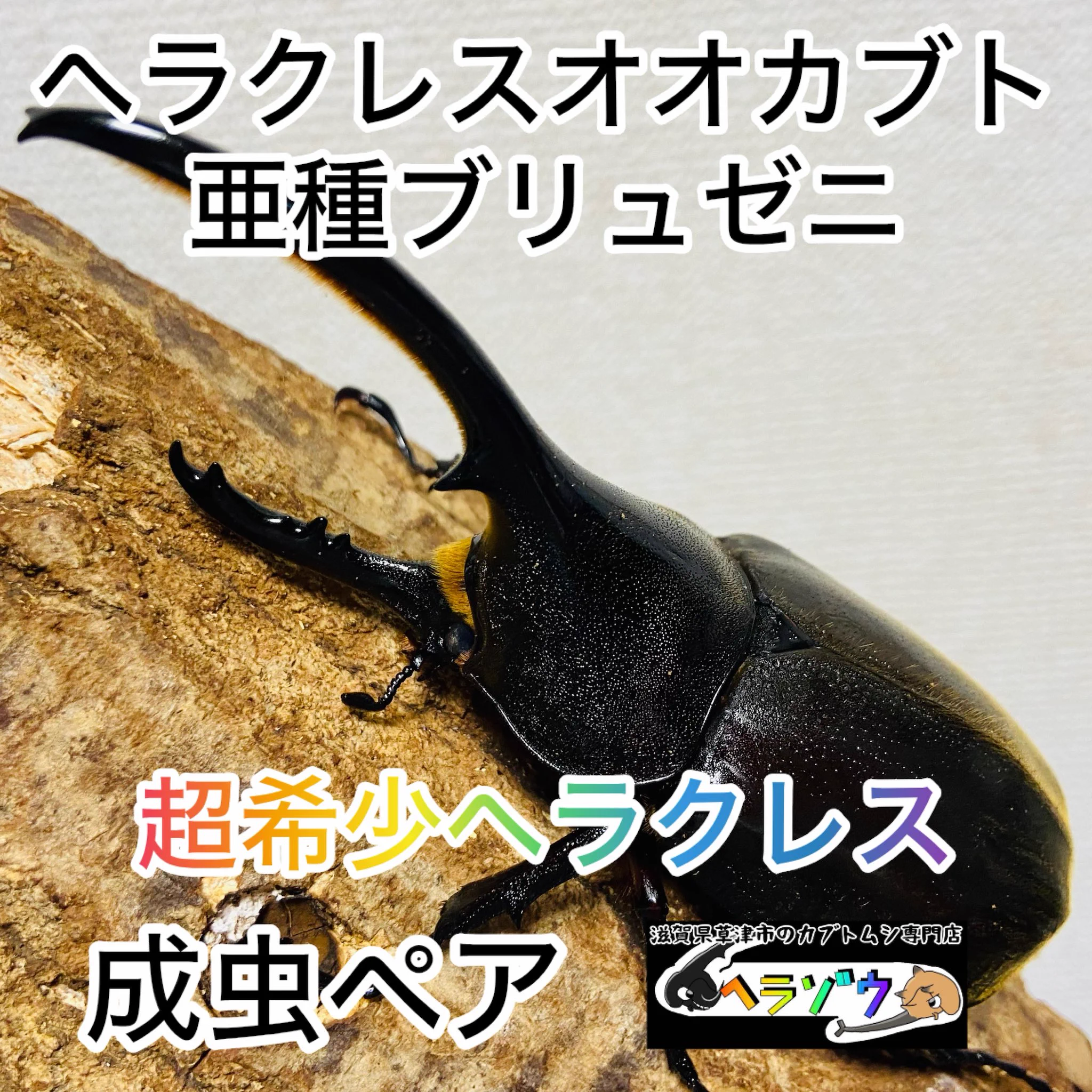 滋賀県の昆虫ショップ【ヘラゾウ】 on X: 