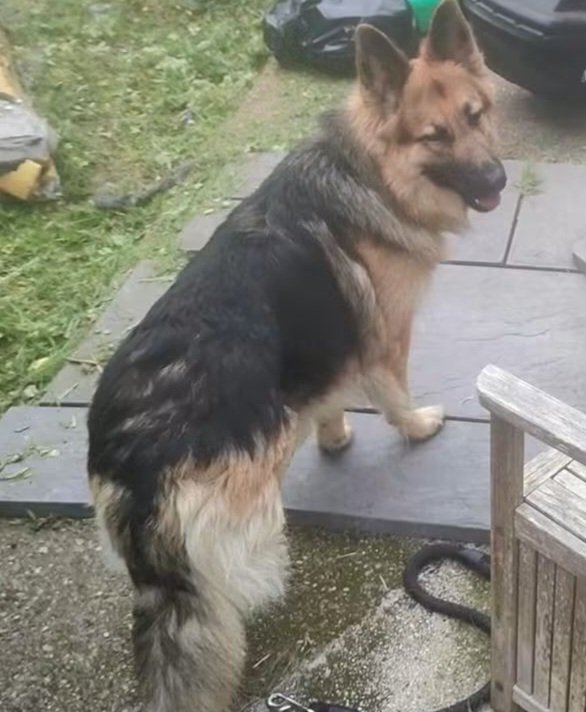 Gibson_mel_1's tweet photo. A dog that bit a burglar should not be put down, as it was simply protecting its home. Do you agree? https://t.co/xSsh42qIy9