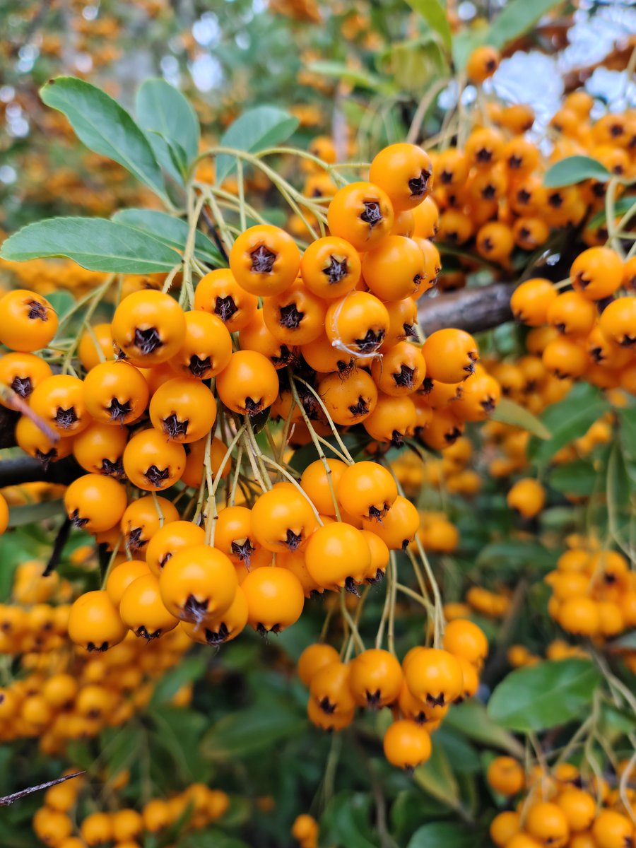 Julie27Rose's tweet photo. Good morning Twitter X friends from South Wales, wishing you all a lovely Monday.
Pretty berries seen while litter picking yesterday, to brighten up our rainy day here.
#GOODMORNİNG #Monday #bekindalways🏴 https://t.co/zM1qkheml6