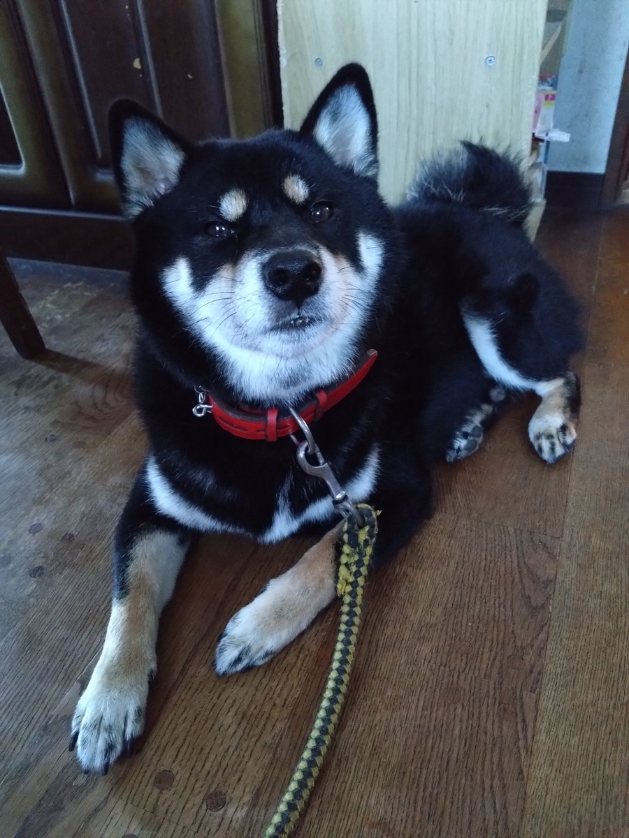 shibanoakun's tweet photo. お風呂頑張った黒柴君🐕‍🦺
#柴犬
#黒柴
#犬好きさんと繋がりたい 
#犬好きな人と繋がりたい
#柴犬が好きすぎるで使っていいよ https://t.co/g1nu4mStAK