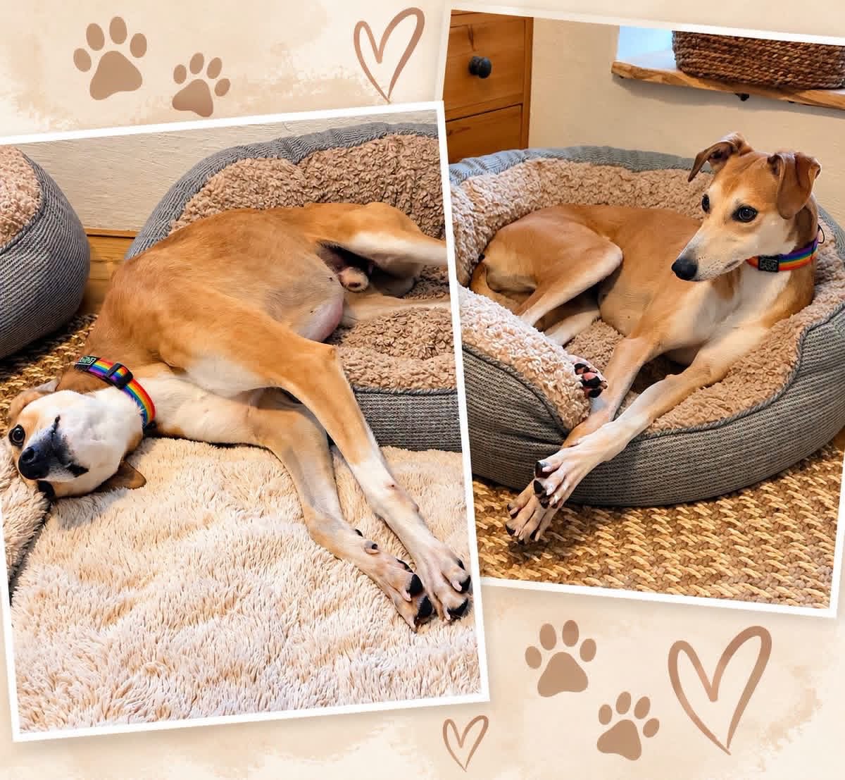 LurcherSOS's tweet photo. Meet beautiful Cianan lurcher!  This darling boy is starting a new chapter with his wonderful foster family in Cornwall, getting the home comforts he deserves. 
Go to the LSOS site to find out more about him. Please 🙏 share. 
 🛋️❤️⭐️ https://t.co/CpMVs7JSPr