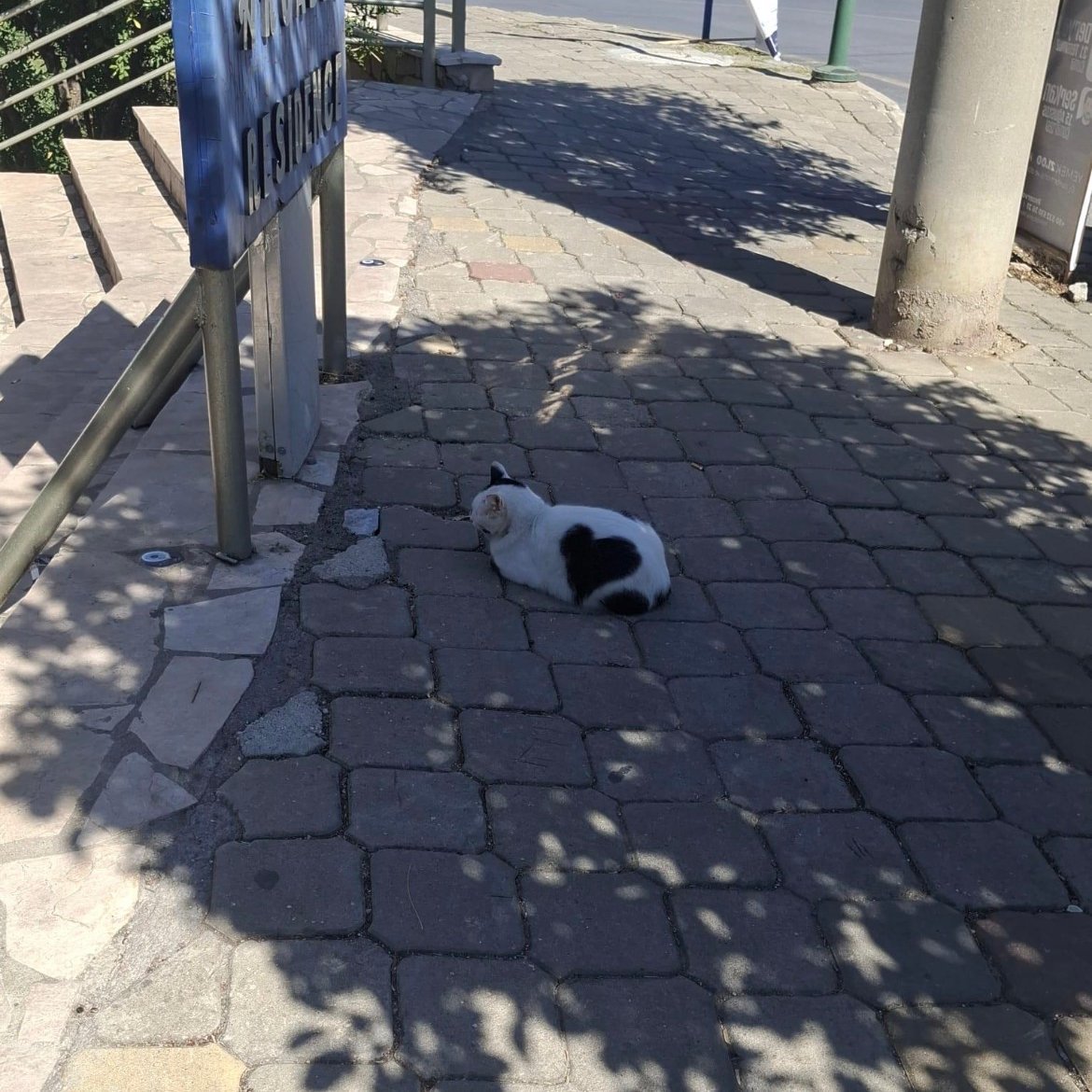 Patilerburda's tweet photo. Kalpli kediyi görmezden gelene 101 yıl kötü şans. https://t.co/mlQhIG6BxL