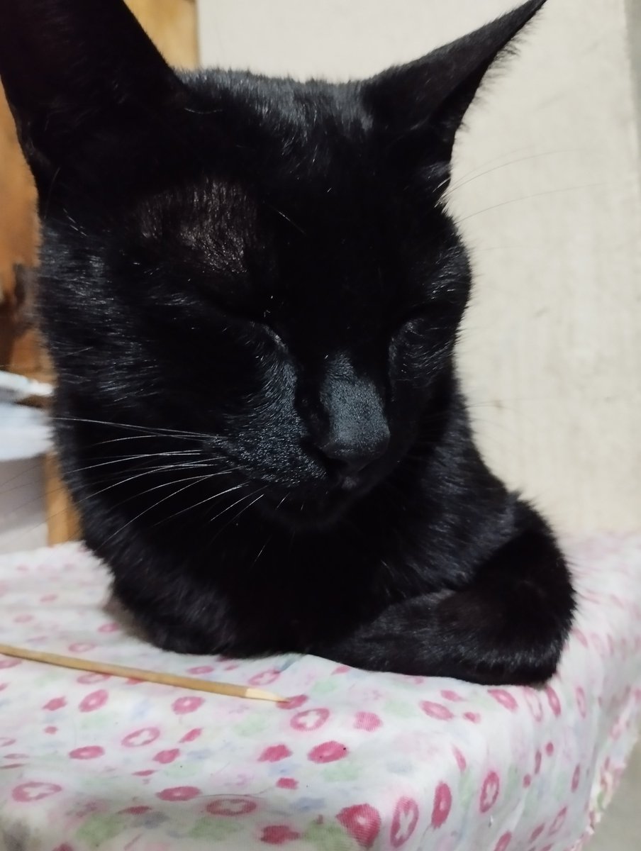 enzoojakj's tweet photo. @Alejandroufb @Bereniceqc9a el mío se llama negro https://t.co/ov6BpCRh6r