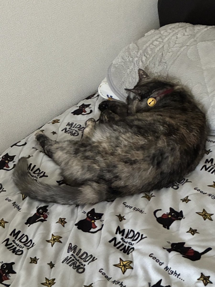 jhkmrs's tweet photo. 昼寝しようとベッドに行ったら
風ちゃん枕使って寝てた
⊂⌒っ´ω`)っ💤

私はそーっと横になって
枕の1/3を使って
背中合わせで寝た
*.(๓´͈ ˘ `͈๓).*💕 https://t.co/im5G4Hkjex