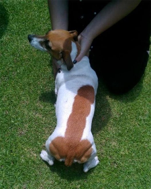 ShitpostH0F's tweet photo. I found diddys dog https://t.co/nUqLR8UCvI