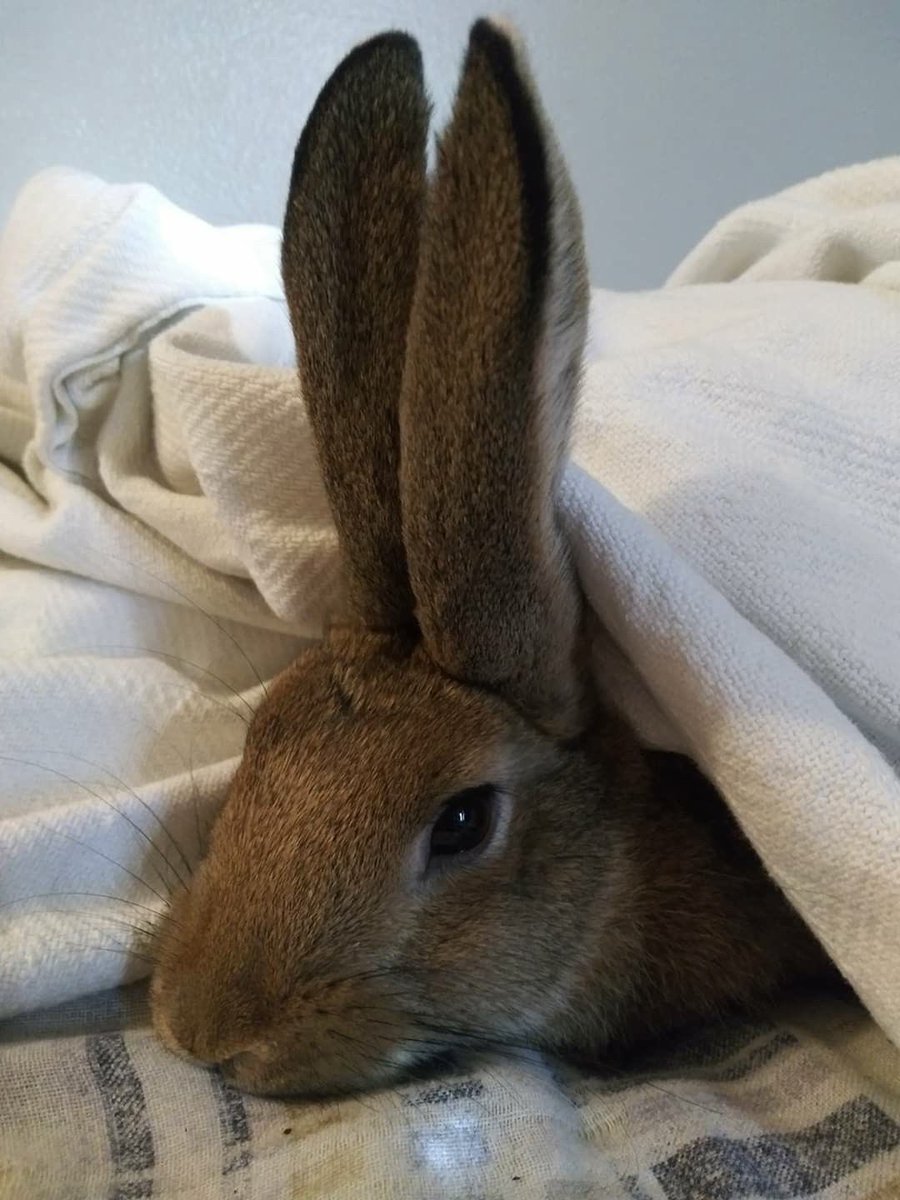 Bunnies's tweet photo. https://t.co/YWXN86SyH8