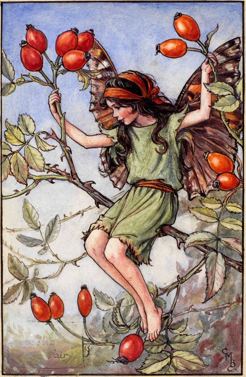 frome_maude's tweet photo. For those anxious to keep vampires at bay this #Halloween - the rosehip should do the trick. Its thorns when placed around a vampire’s grave can trap it therein, whilst the hips, when thrown, can stop an out &amp; about vampire in their tracks. #MythologyMonday #FairyTaleTuesday https://t.co/QLFqmTIre8