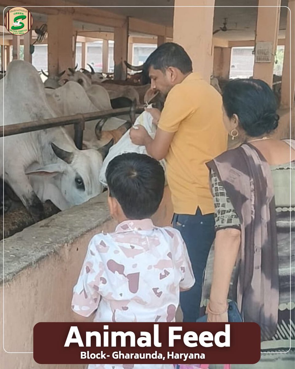 GreenSwelfares's tweet photo. 🐄 A little kindness can fill an empty stomach and bring comfort to a voiceless soul.

They cannot ask for food, express their hunger, or thank us in words. But their innocent eyes speak a language that every compassionate heart understands. 

Spreading love beyond humanity, Volunteers from Block Gharaunda, Haryana, and Block Abohar, Punjab, extended their care to these voiceless beings by arranging and serving green fodder to cows.

Inspired by the humanitarian teachings of Saint Dr. Gurmeet Ram Rahim Singh Ji Insan, these dedicated volunteers remind us that true compassion knows no boundaries. Every living being deserves love, nourishment, and care.

Because feeding a hungry animal isn't just an act of kindness; it's a beautiful expression of humanity.

#AnimalWelfare #FeedTheVoiceless #KindnessMatters #CareForAnimals #HumanityFirst #Gharaunda #Abohar #SelflessService