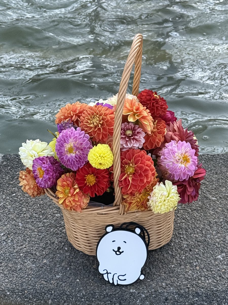 knyacki_CHN's tweet photo. 10/12
#町田ダリア園①
#ダリア💐
#くま活 #ナガノのくま #自嘲熊 #jokebear #damgome #담곰이 https://t.co/EqXzOn2pbx