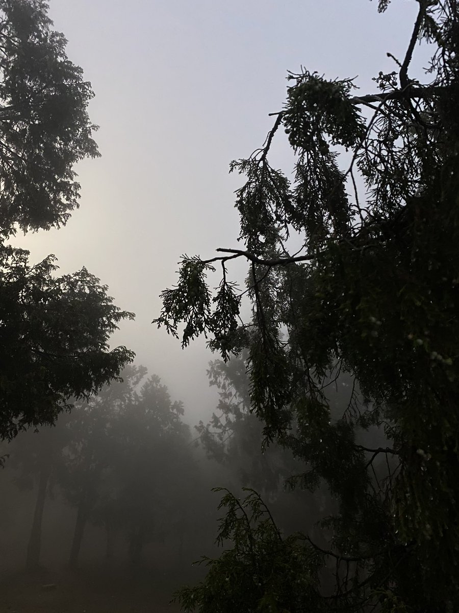 wi0iai's tweet photo. The trees never cease to amaze me https://t.co/CyZVoz91Hm