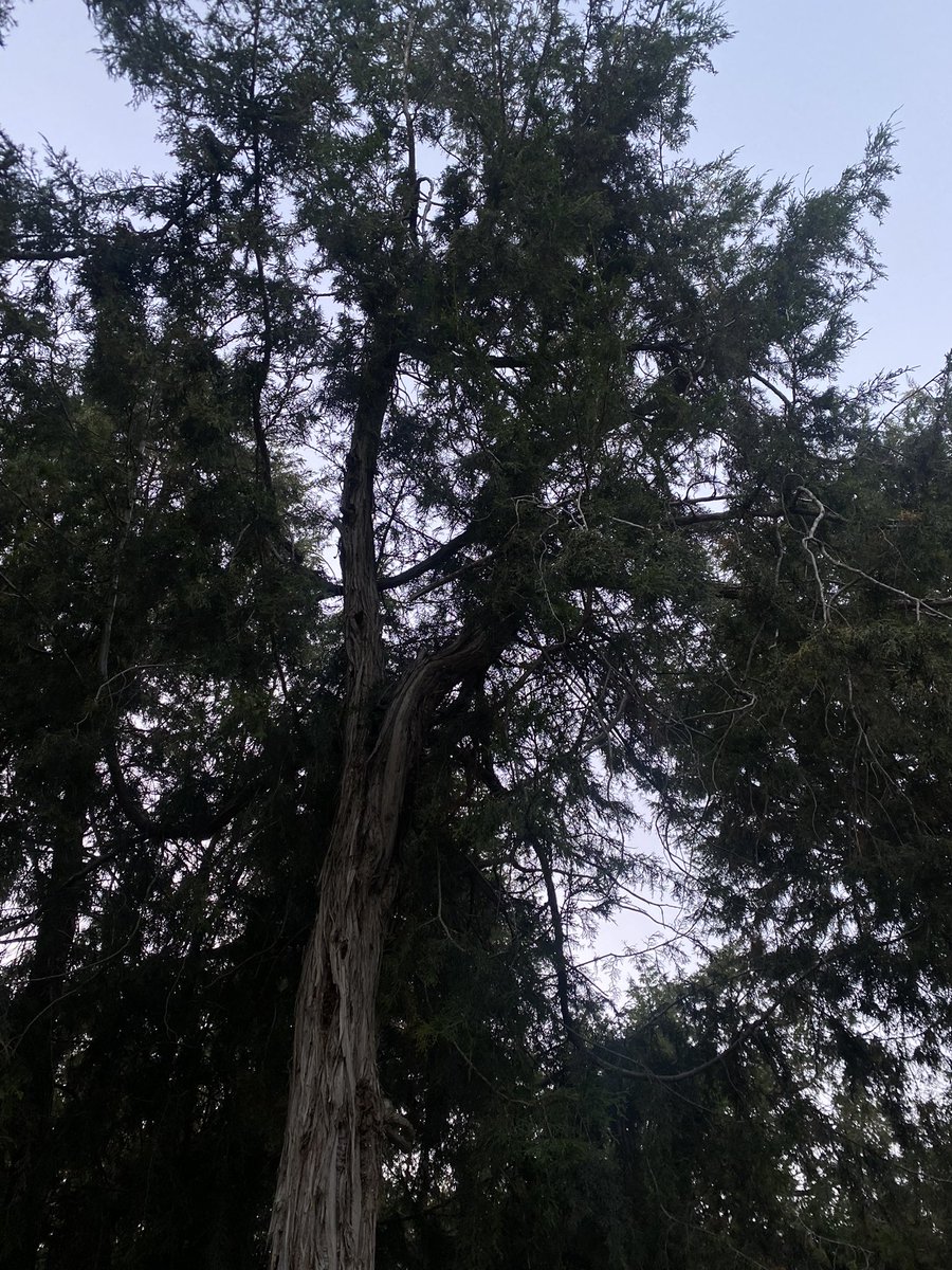 wi0iai's tweet photo. The trees never cease to amaze me https://t.co/CyZVoz91Hm